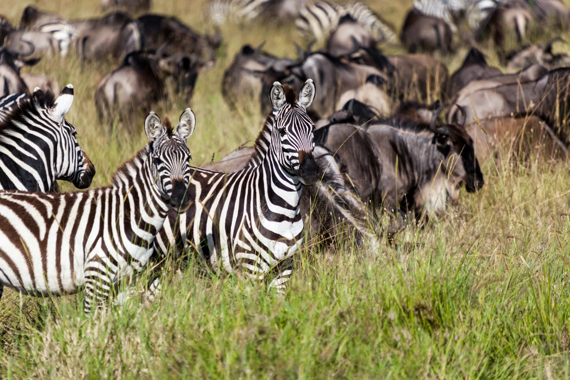 Serengeti-Nationalpark — der komplette Reiseführer