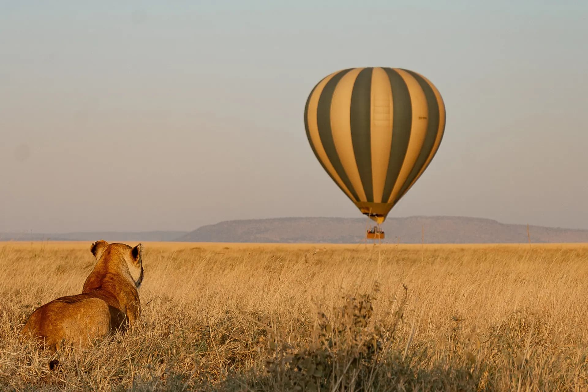 Hoeveel kost een Tanzania safari? — eerlijk overzicht
