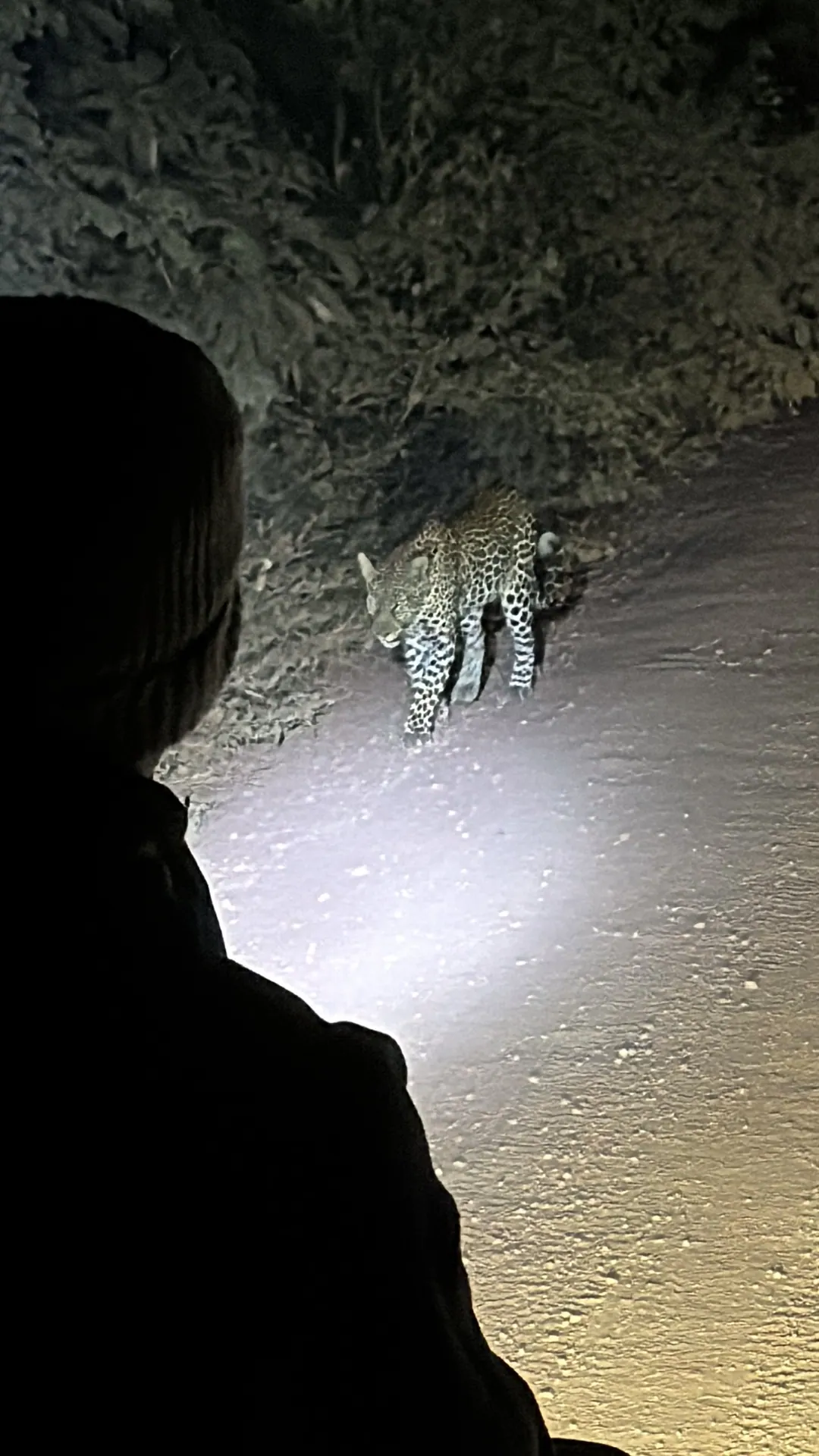 Nachtsafari in Tarangire