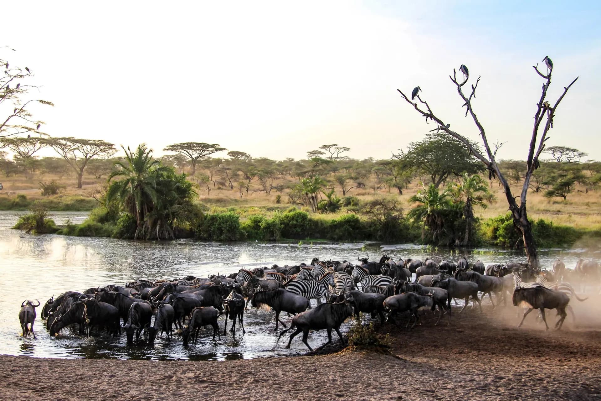 40 Swahili woorden die je safari rijker maken