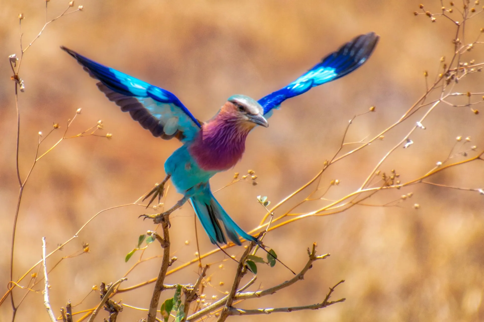 Wat pak je in voor een safari? De ultieme checklist