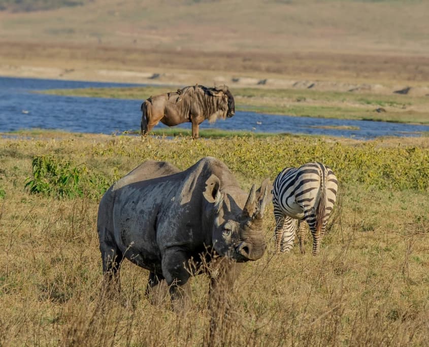 Ruaha Nationaal Park — Tanzania's grootste geheim