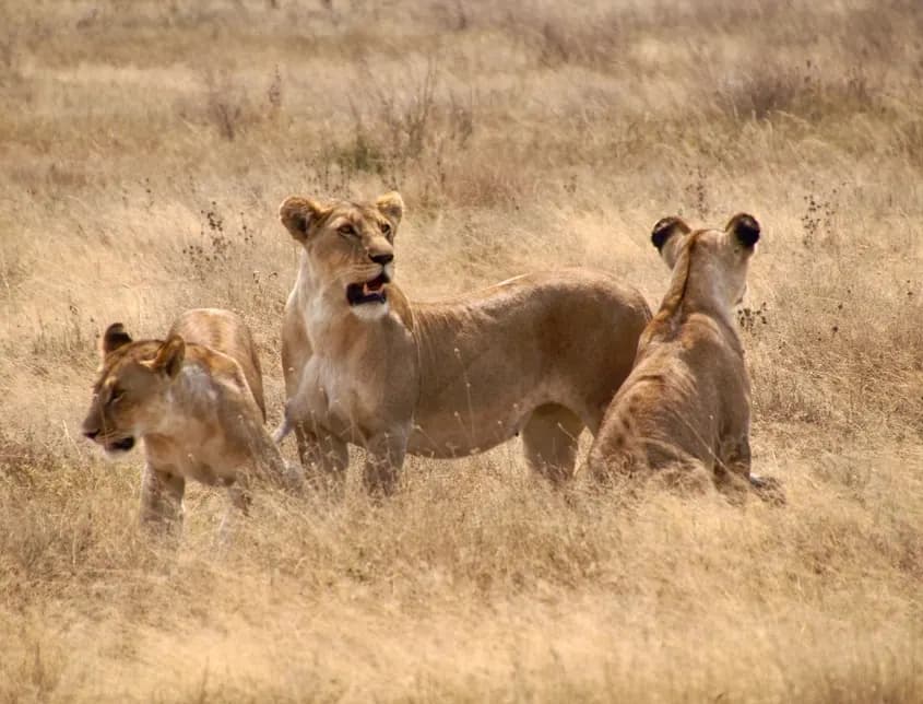 Tanzania safari accommodaties — welke past bij jou?