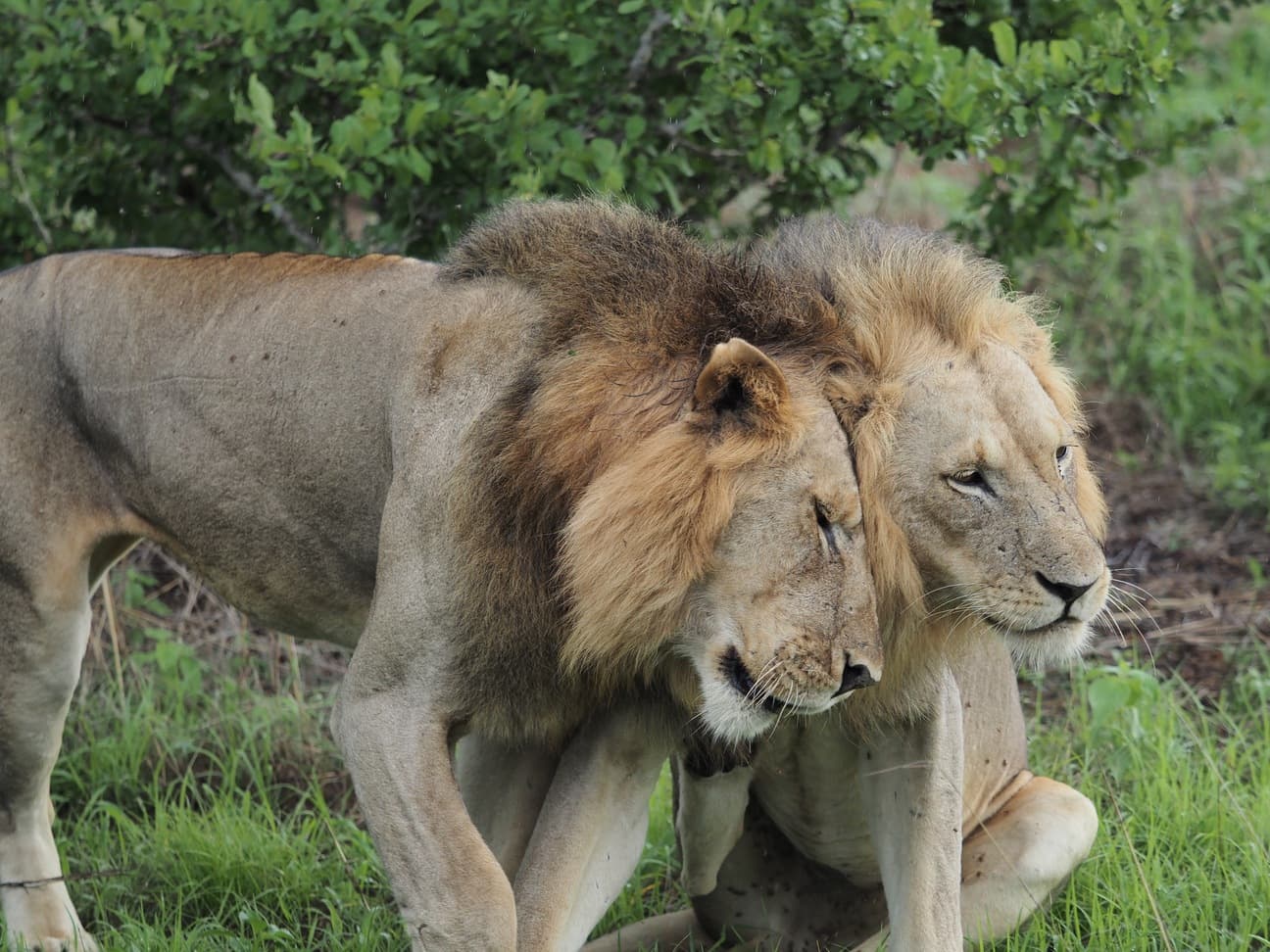 Luipaard spotten in Tanzania — de eerlijke gids van een gids