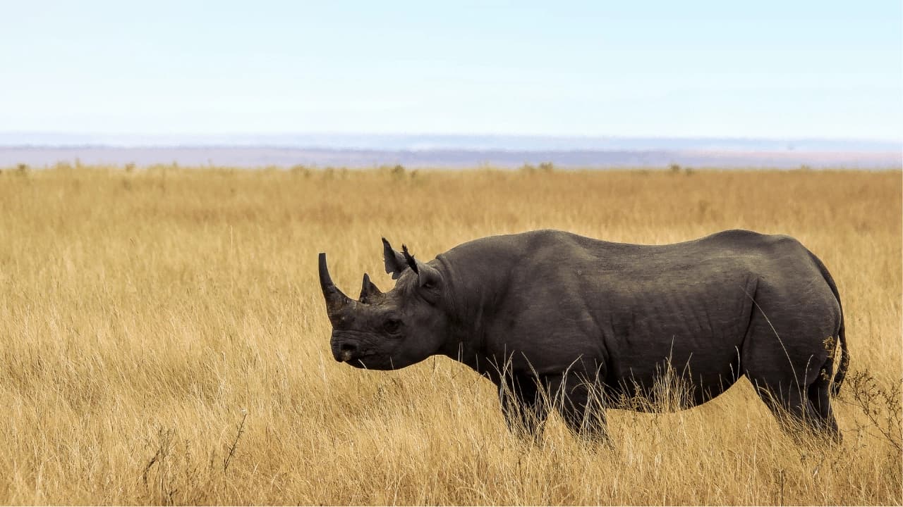 Kamperen in de Serengeti — de eerlijke gids voor tenten en sterren