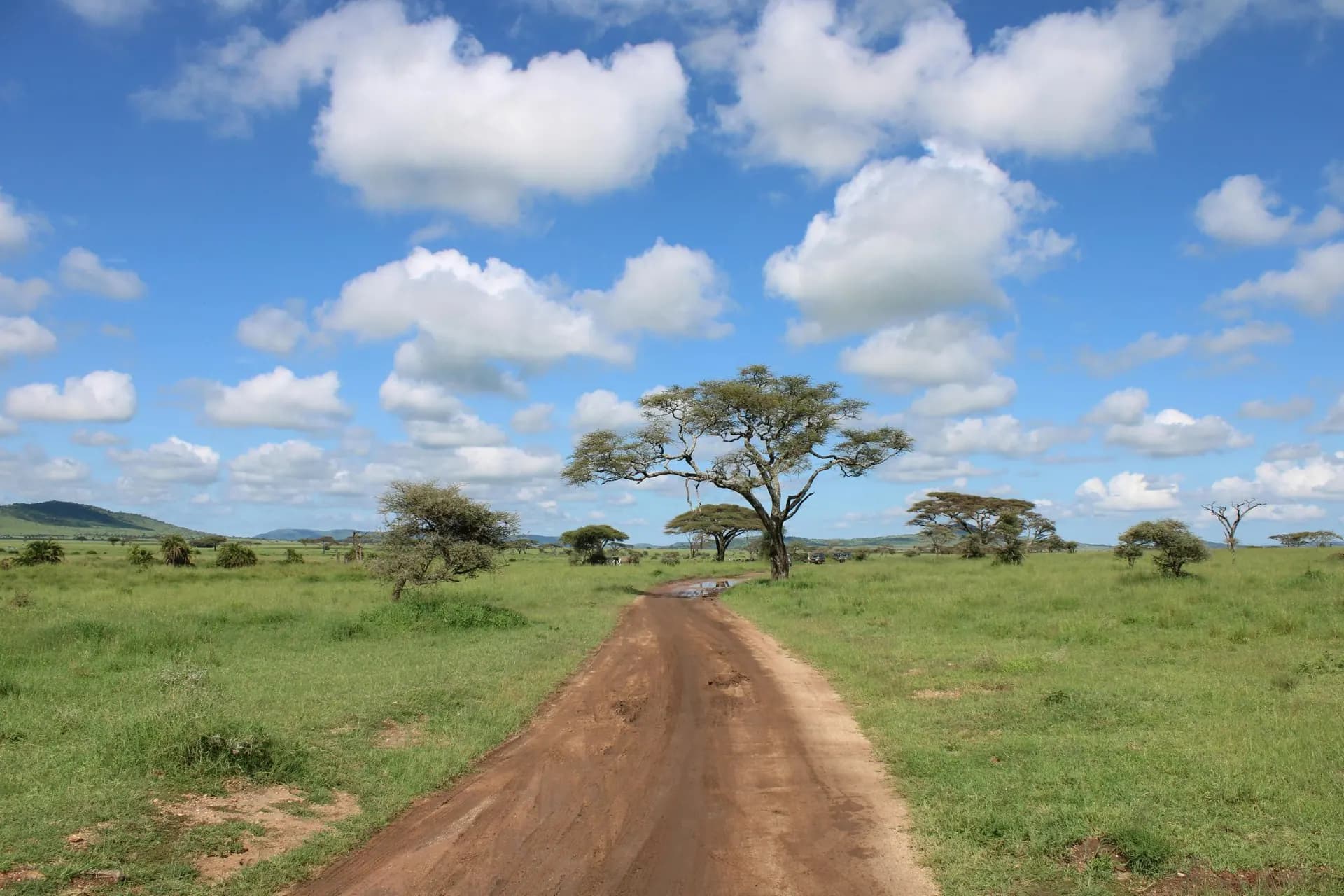 Big Five Tanzania wildlife