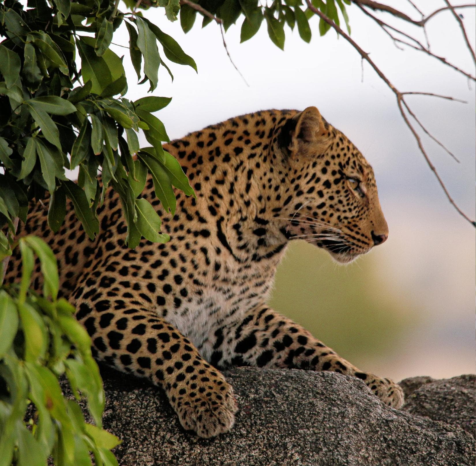 Ruaha