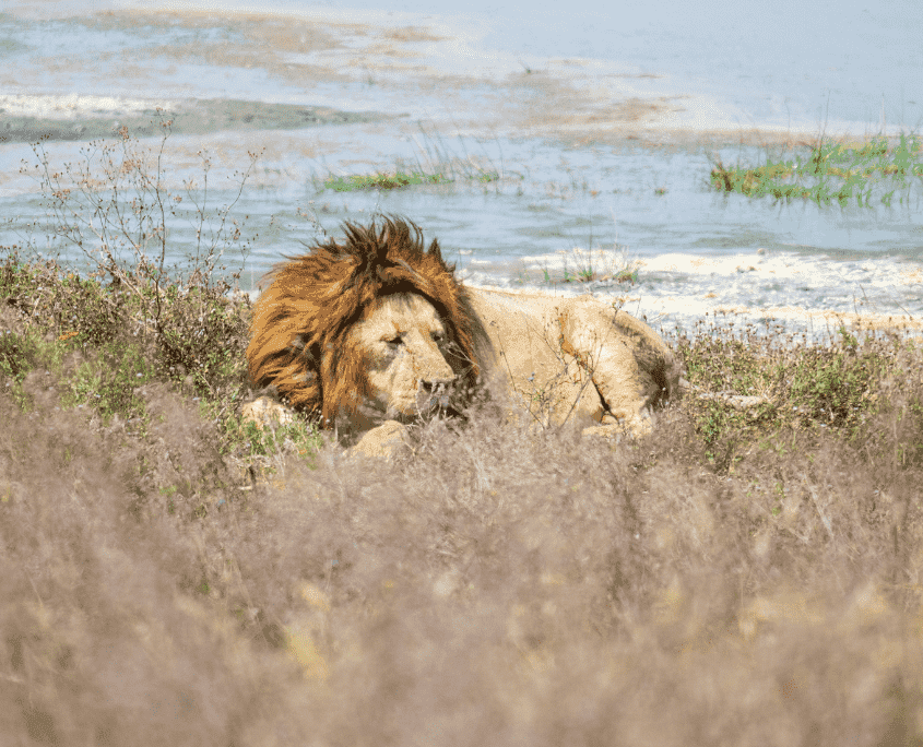 Nachtsafari in Tarangire