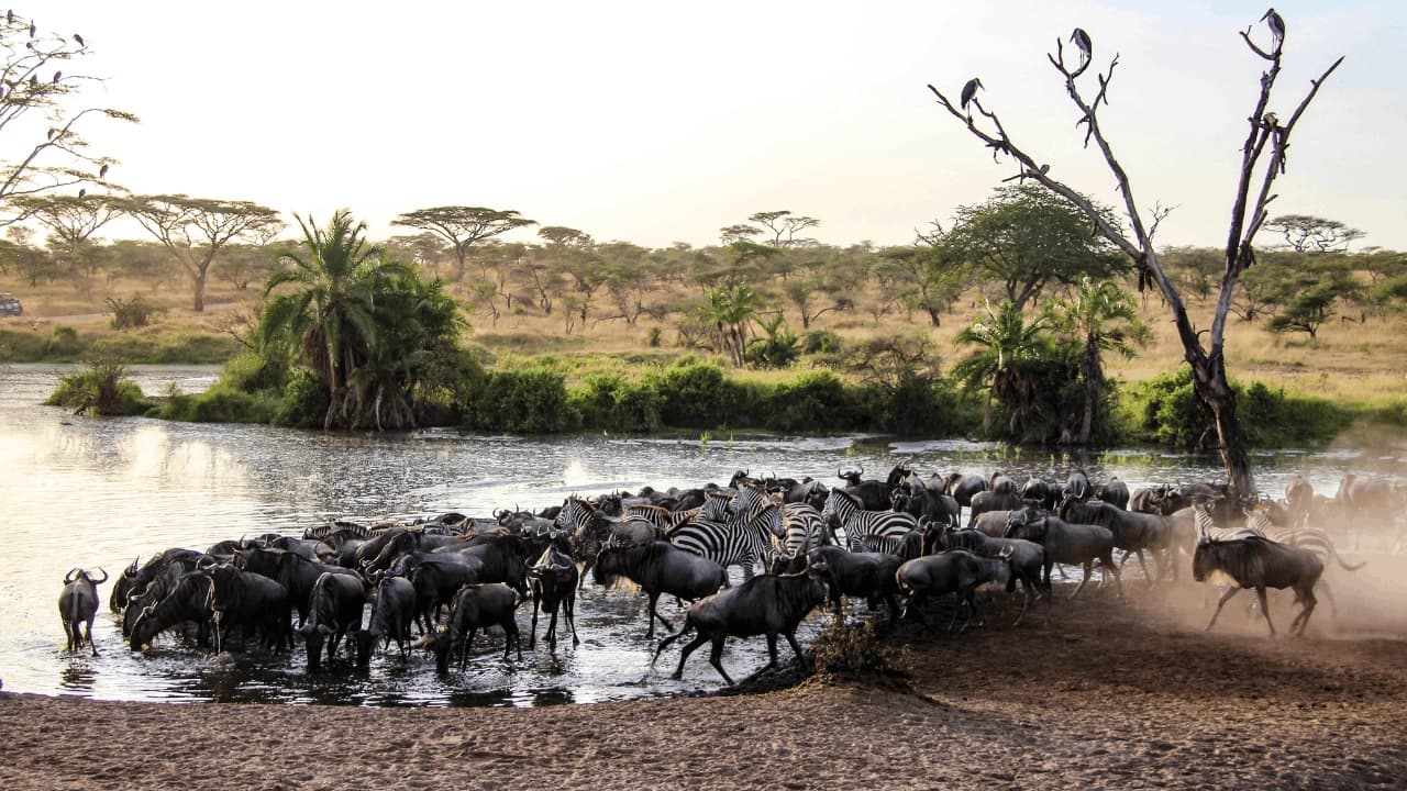 Op safari met kinderen — alles wat je moet weten