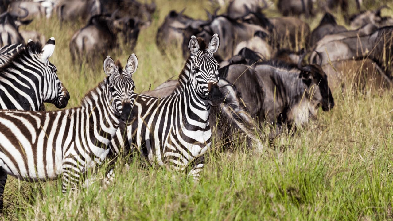 Great Migration Special — 10 Days